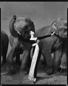 Richard Avedon, Dovima con gli elefanti in abito da sera Dior, Cirque d'Hiver, Parigi 1955
