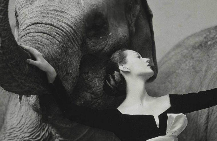 Richard Avedon, Dovima fra gli elefanti, dettaglio, 1955