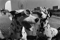 Elliott Erwitt, Due dalmata, Yokohama, 2003