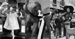 Richard Avedon, Copertina